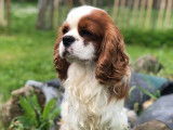 1 chien Cavalier King Charles LOF &agrave; vendre