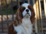 1 chien Cavalier King Charles LOF &agrave; vendre