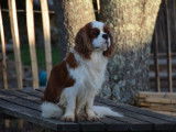 1 chien Cavalier King Charles LOF &agrave; vendre