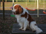 1 chien Cavalier King Charles LOF &agrave; vendre