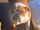 1 chienne Bulldog Anglais LOF &agrave; vendre