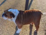 1 chienne Bulldog Anglais LOF &agrave; vendre