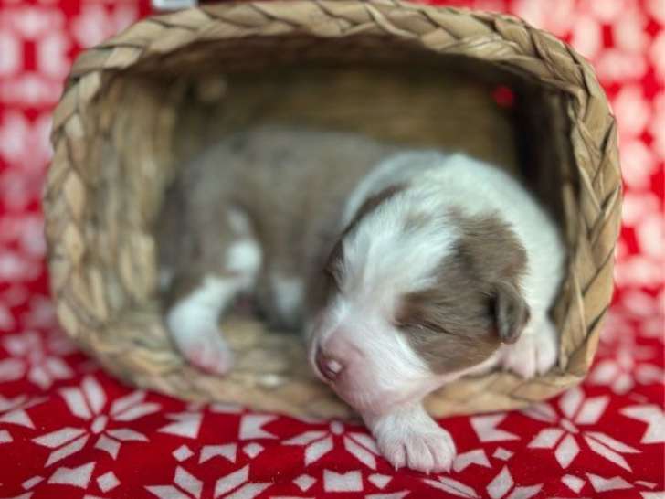 6 chiots Bergers Américains Miniatures LOF à réserver