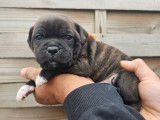 R&eacute;servation ouverte pour 4 chiots Staffordshire Bull Terriers LOF