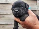 R&eacute;servation ouverte pour 4 chiots Staffordshire Bull Terriers LOF