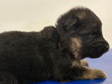 R&eacute;servation ouverte pour 6 chiots femelles Bergers Allemands LOF