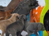 Mise en vente de 6 chiots Cane Corso LOF n&eacute;s en octobre 2025