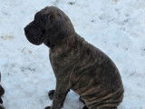 Mise en vente de 6 chiots Cane Corso LOF n&eacute;s en octobre 2025