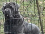 Mise en vente de 6 chiots Cane Corso LOF n&eacute;s en octobre 2025