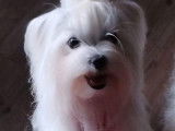 4 chiots Bichons Maltais LOF &agrave; r&eacute;server