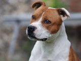 Disponible &agrave; la saillie, 1 chien Staffordshire Bull Terrier LOF