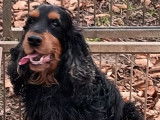 1 chien Cocker Anglais LOF né en janvier 2020 à vendre