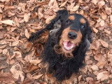 1 chien Cocker Anglais LOF n&eacute; en janvier 2020 &agrave; vendre