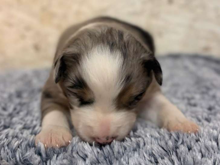 9 chiots Bergers Américains Miniatures LOF à réserver