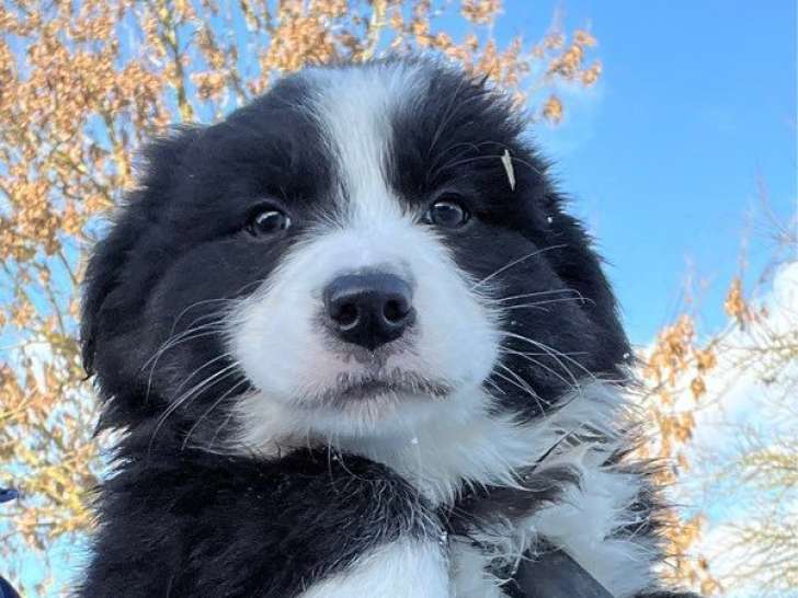 1 chiot mâle Berger Australien LOF à vendre