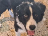 1 chiot Border Collie m&acirc;le &agrave; vendre (non-LOF)