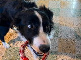 1 chiot Border Collie m&acirc;le &agrave; vendre (non-LOF)