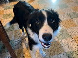1 chiot Border Collie m&acirc;le &agrave; vendre (non-LOF)