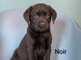 4 chiots mâles Retrievers du Labrador LOF de novembre 2025 à vendre