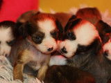 3 chiots m&acirc;les Chien Chinois &agrave; Cr&ecirc;te LOF &agrave; vendre