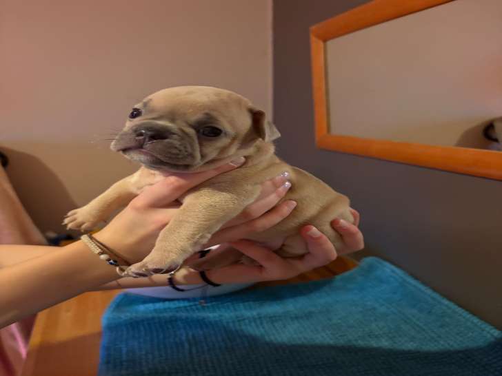 Chiots Bouledogue Français exotiques à naître pour avril 2026
