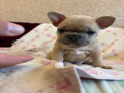 Chiots Bouledogue Français exotiques à naître pour avril 2026