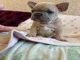 Chiots Bouledogue Français exotiques à naître pour avril 2026
