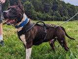 Adoption disponible : chien Staffordshire Américain Terrier LOF de 10 ans