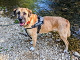 À la recherche d’une famille : chien Berger d’Anatolie de 9 ans