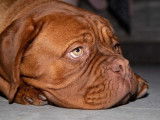 M&acirc;le Dogue de Bordeaux disponible pour saillie