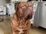 M&acirc;le Dogue de Bordeaux disponible pour saillie
