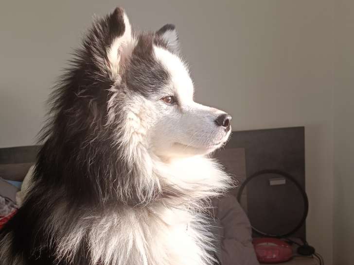 Mâle Pomsky disponible pour saillie