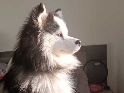Mâle Pomsky disponible pour saillie