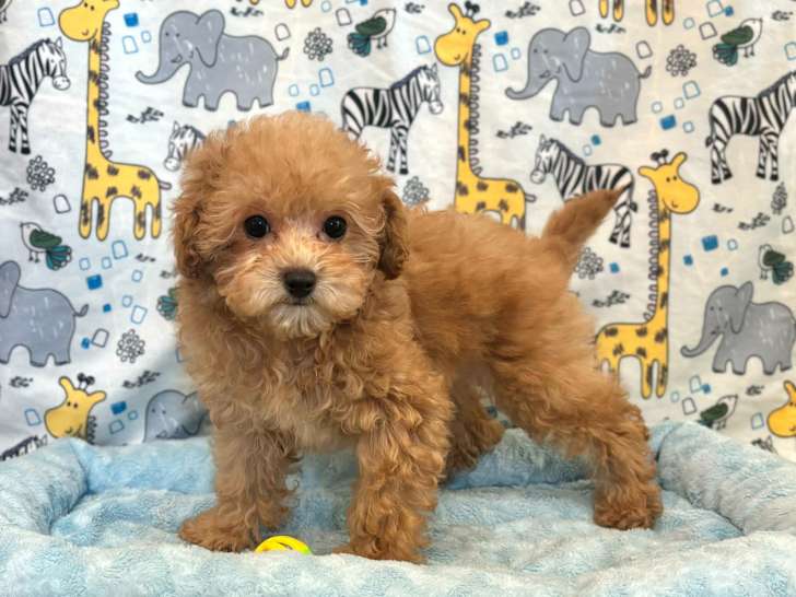 mâle abricot plus gros 1725$ (txs incluses)