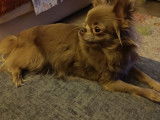 Femelle Chihuahua disponible pour saillie