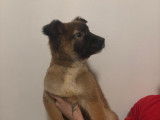 Chiots Malinois &agrave; vendre