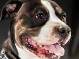 À adopter : chien American Bully de 6 ans