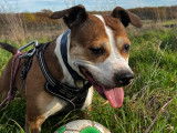En attente d'adoption : chienne Staffordshire Am&eacute;ricain Terrier de 8 ans