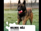 En qu&ecirc;te d&rsquo;un foyer : chien Berger Malinois de 5 ans