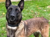 Chienne Berger Malinois de 5 ans en quête d'un foyer