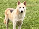 Adoption disponible : chien Husky Sibérien de 2 ans