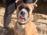 À adopter, chien Staffordshire Américain Terrier de couleur fauve