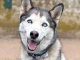 Disponible à l'adoption, chien Husky Sibérien gris et blanc