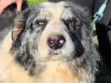 En quête d'une famille, chien Berger Australien tricolore
