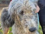 Adoption disponible : chien Lévrier Irlandais de 8 ans