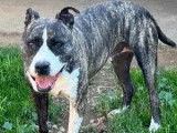 En attente d'adoption : chienne Staffordshire Américain Terrier bringée