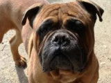Prêt pour l’adoption : chien Bullmastiff roux