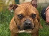 En attente d'une famille : chienne American Bully au pelage fauve