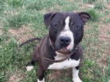 En quête d'une famille : chien Staffordshire Américain Terrier noir et blanc