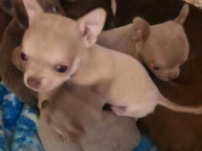 Petit gar&ccedil;on tr&egrave;s clair